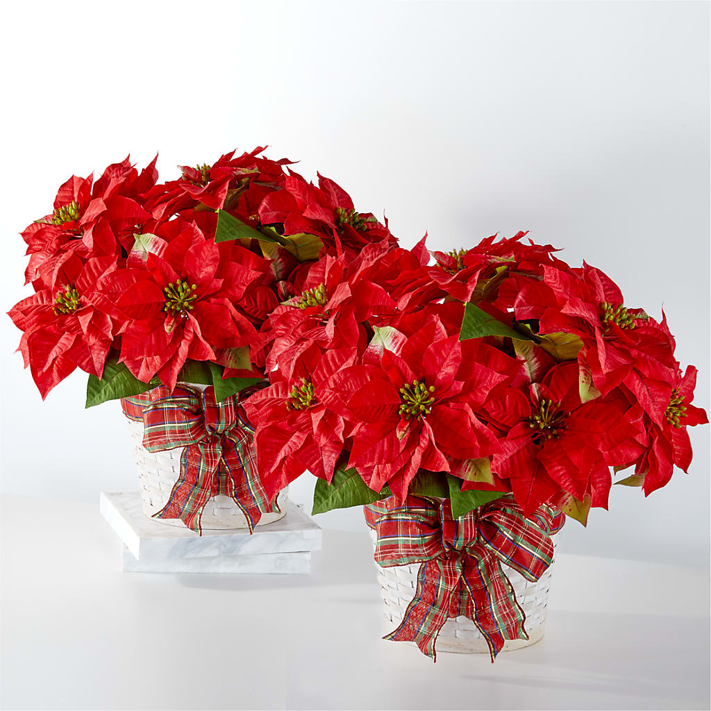 Happiest Holidays Poinsettia Bundle – Green Leaf, West Springfield MA