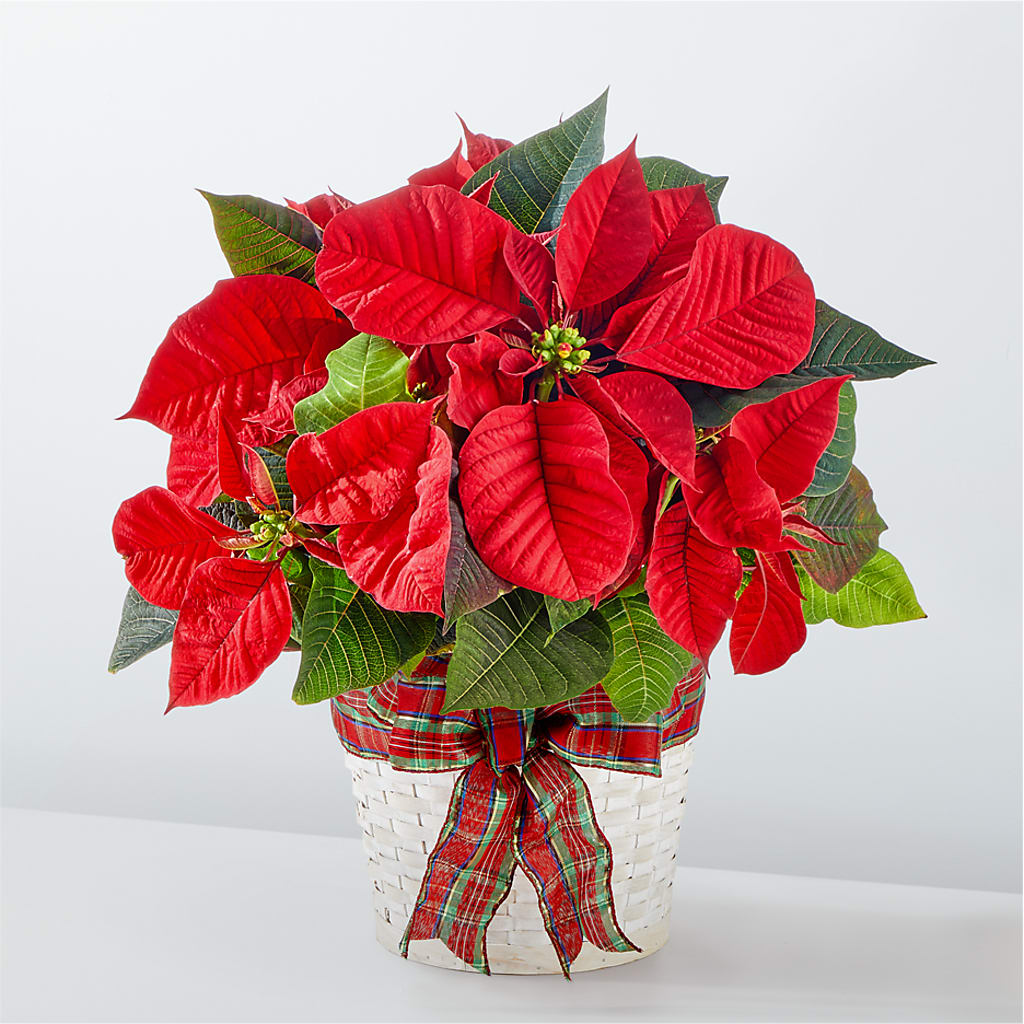 Happiest Holidays Poinsettia – Green Leaf, West Springfield MA