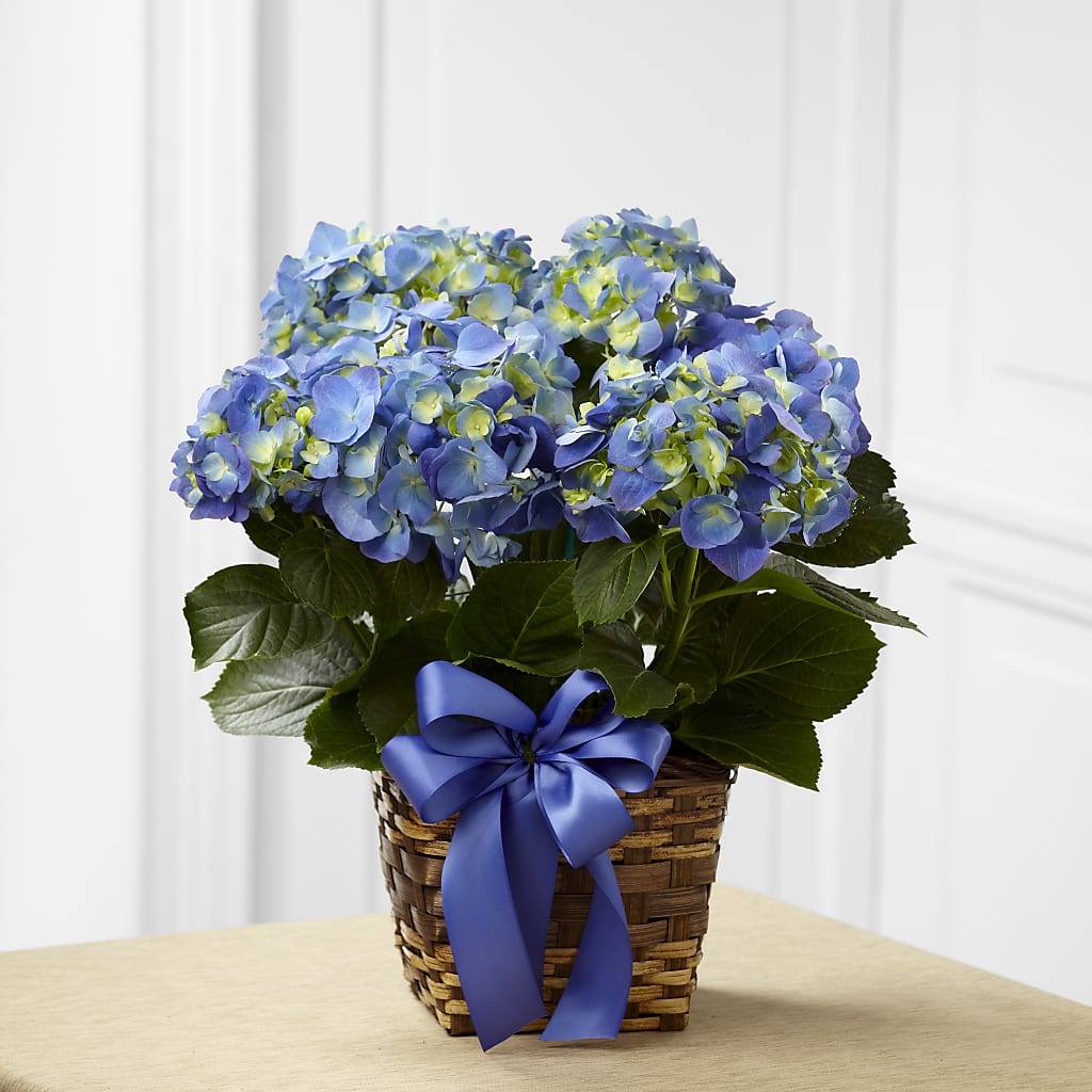 Blue Hydrangea Planter – Green Leaf, West Springfield MA