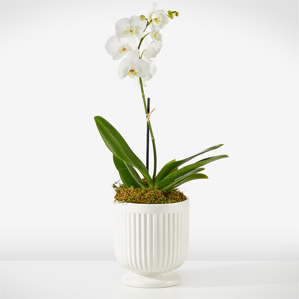 Whispering White Orchid – Green Leaf, West Springfield MA