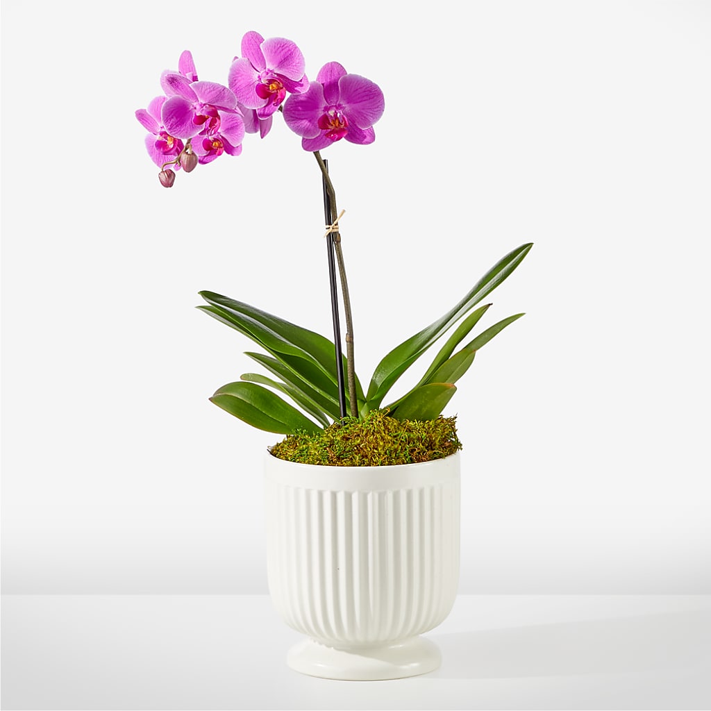 Friendly Fuchsia Orchid – Green Leaf, West Springfield MA