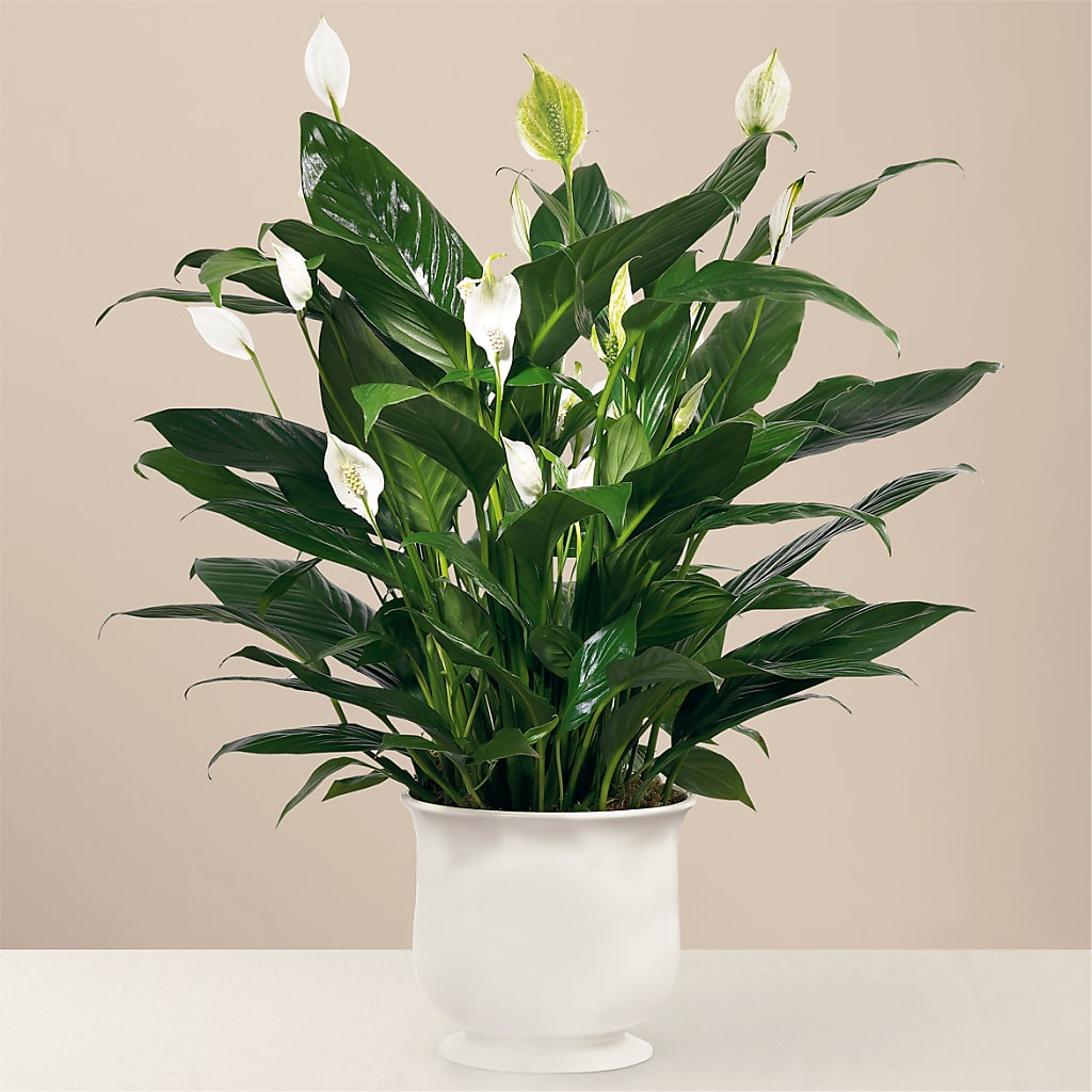 Comfort Planter – Green Leaf, West Springfield MA