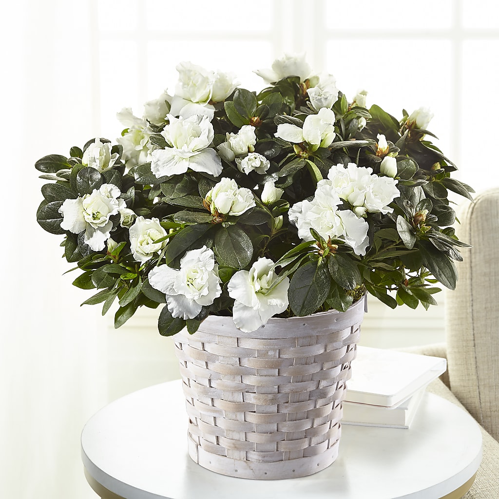 White Azalea Plant – Green Leaf, West Springfield MA