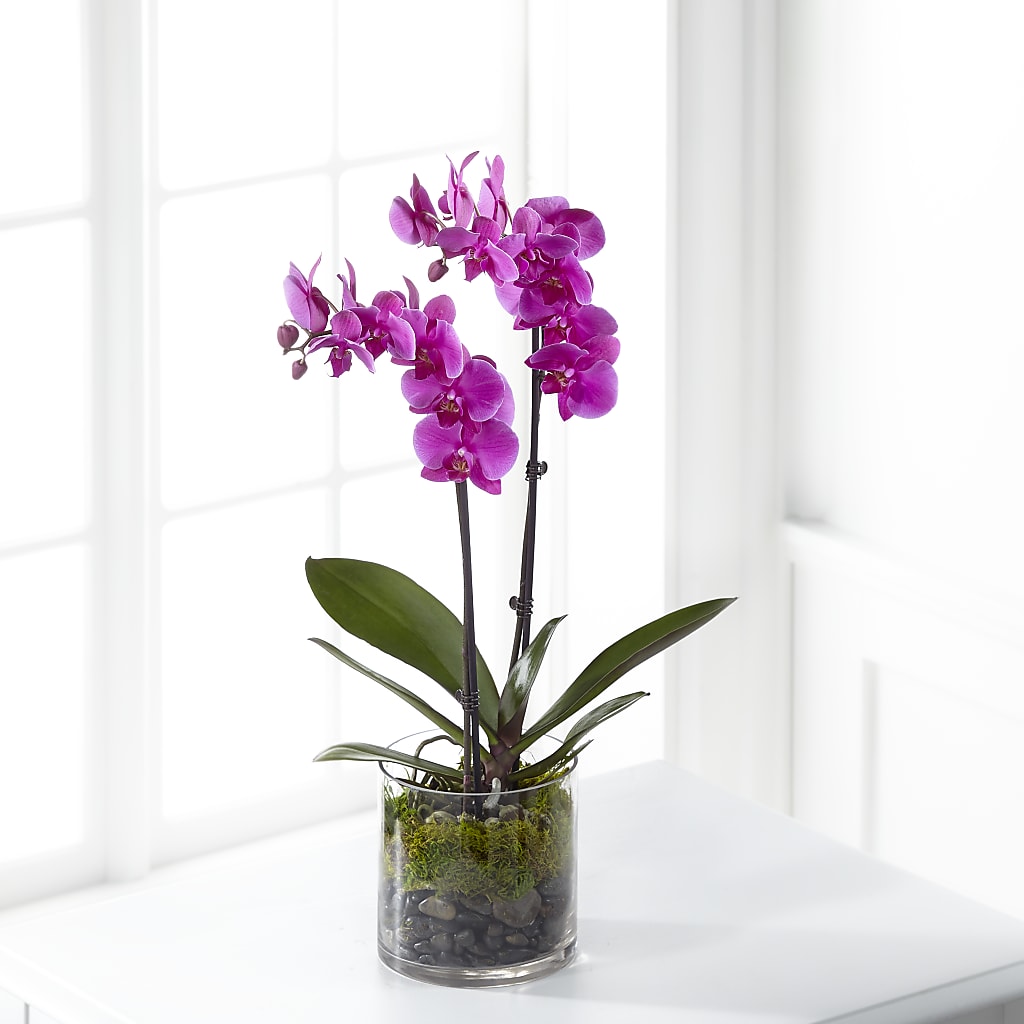 Pink Orchid Plant – Green Leaf, West Springfield MA