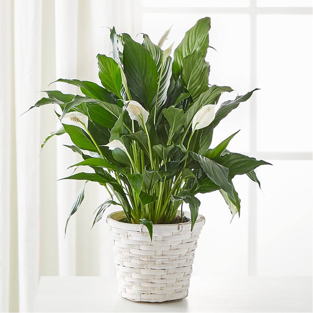 A New Leaf Peace Lily – Green Leaf, West Springfield MA