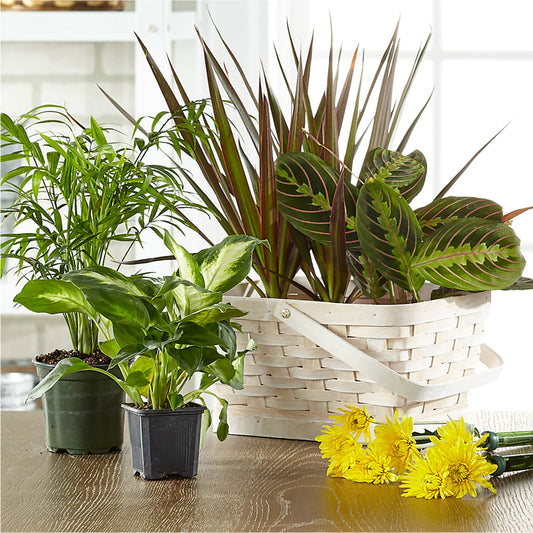 Florist Designed Blooming and Green Plants in a Basket –  Green Leaf, West Springfield MA