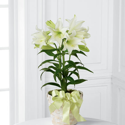 Easter Lily Plant –  Green Leaf, West Springfield MA