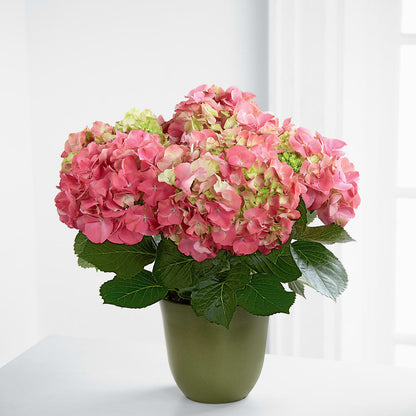 Pink Hydrangea Planter –  Green Leaf, West Springfield MA