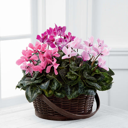 Mixed Cyclamen Planter –  Green Leaf, West Springfield MA