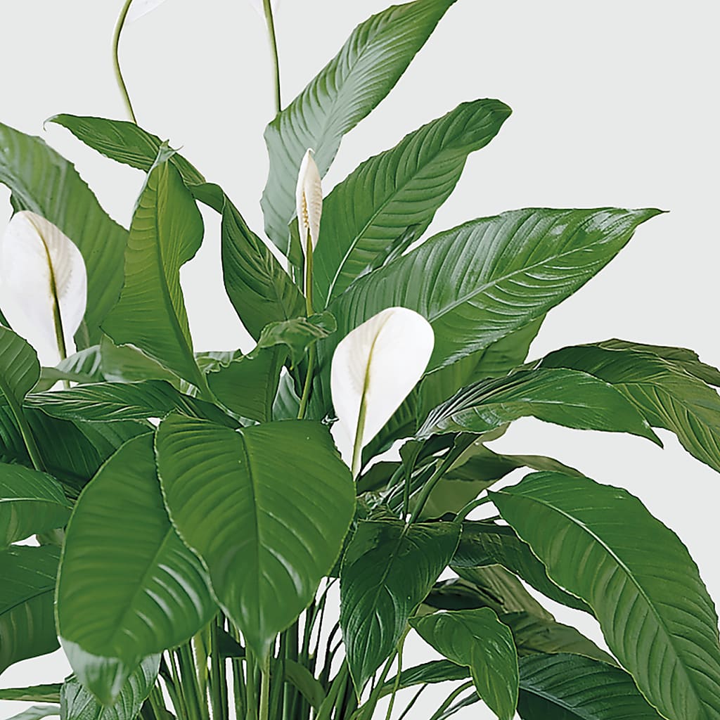 Tranquil Moments Peace Lily Plant –  Green Leaf, West Springfield MA