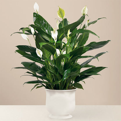 Comfort Planter –  Green Leaf, West Springfield MA