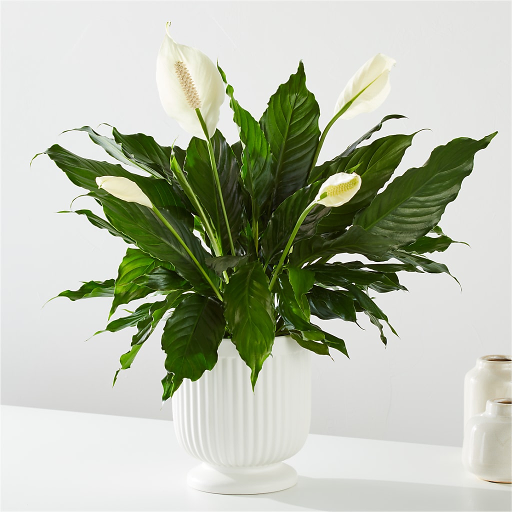 Comfort Planter –  Green Leaf, West Springfield MA