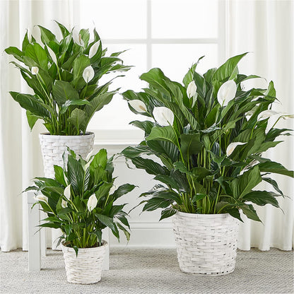 A New Leaf Peace Lily –  Green Leaf, West Springfield MA